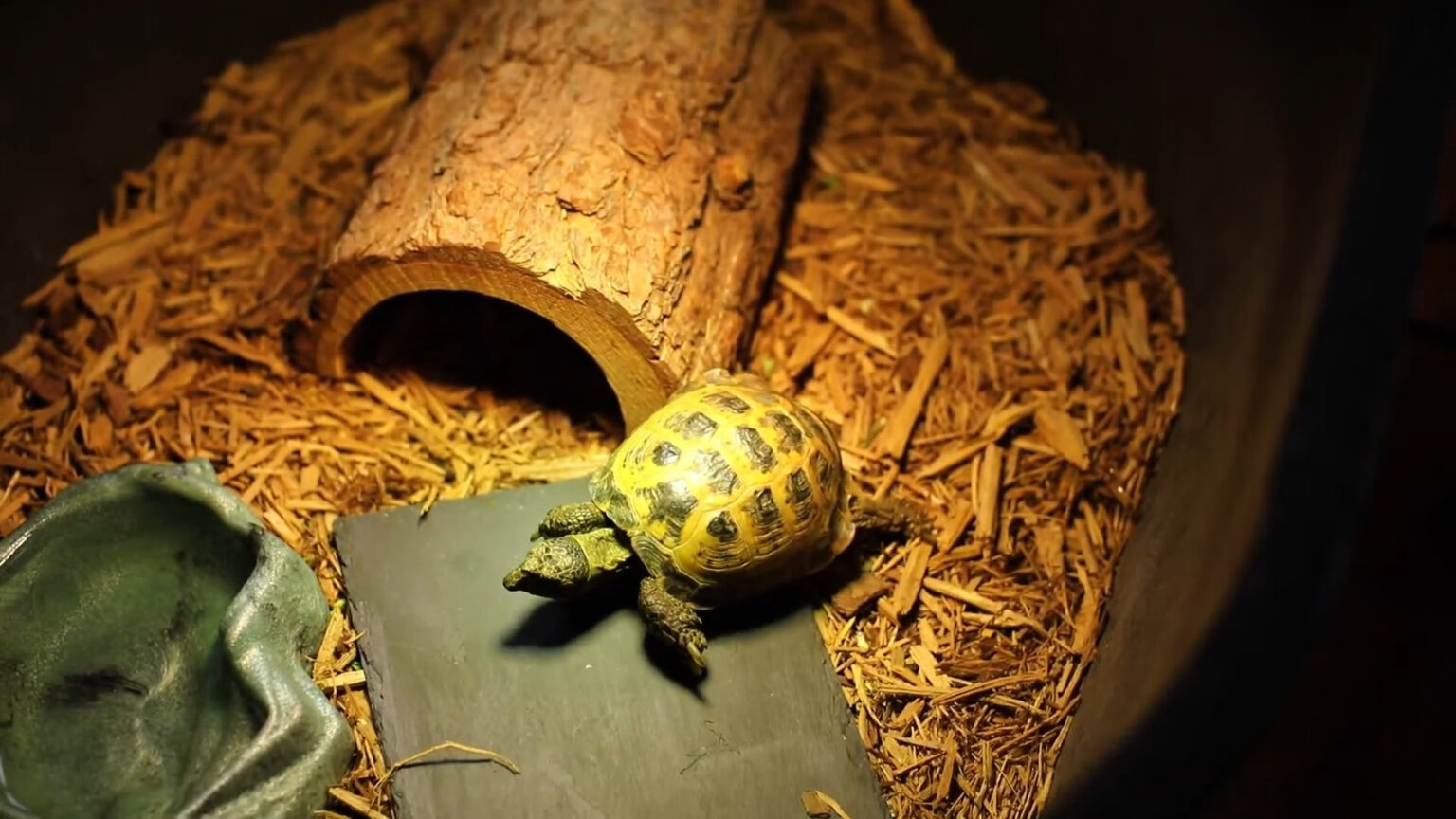 How Do Reptiles Breathe? Respiratory Structures and Functions