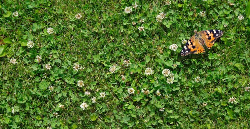 Types of Stickers in Grass