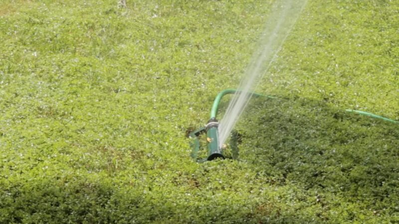 Watering the grass