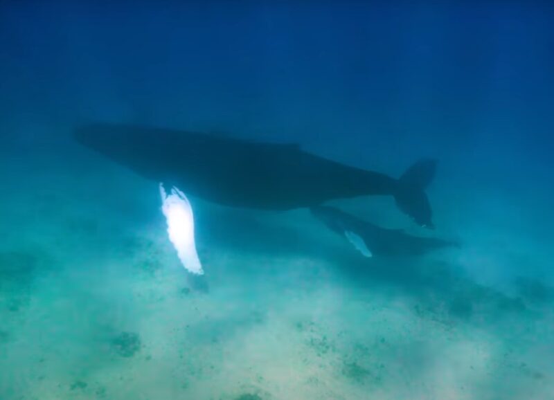 Whale Nursing