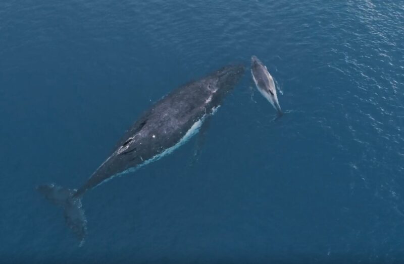 Whales Breastfeed