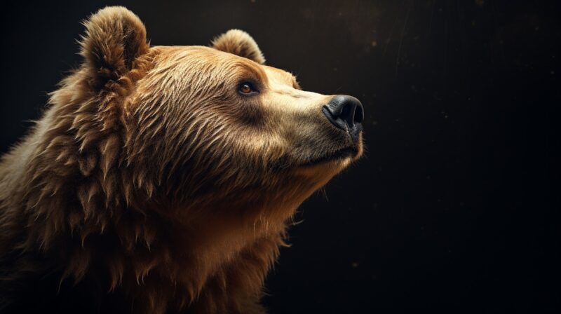 What Are Pizzly Bears And Grolar Bears