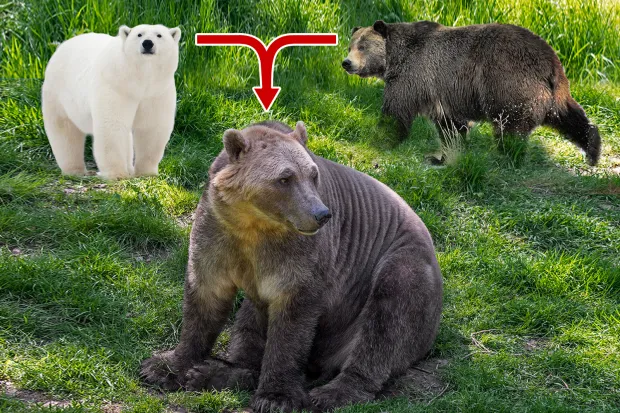 What Are Pizzly Bears And Grolar Bears