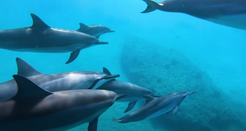 What is Dolphins Behavior Like