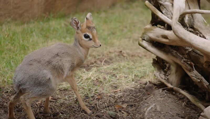 What is a Kirks Dik Dik