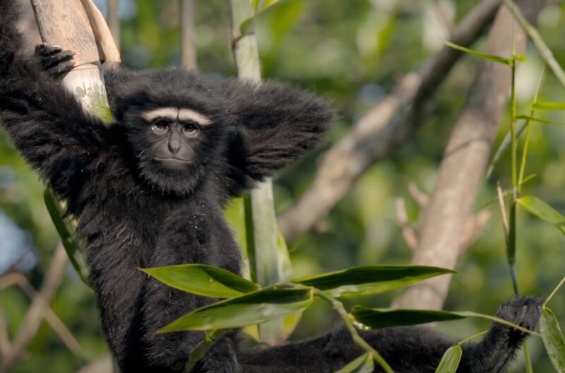 What is special about gibbons