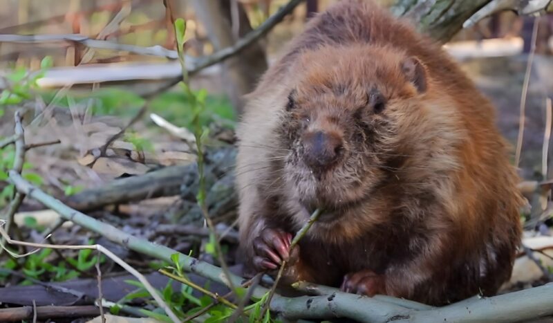 Why Beavers Are Not Good Pets