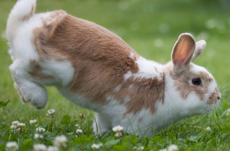 Why Do Rabbits Binky