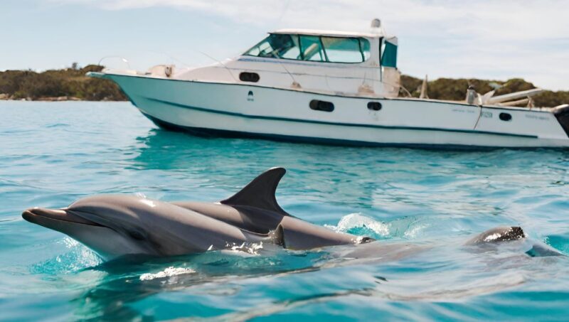Why Dolphins Swim Around Ship