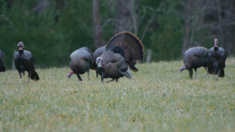 Wild Turkeys