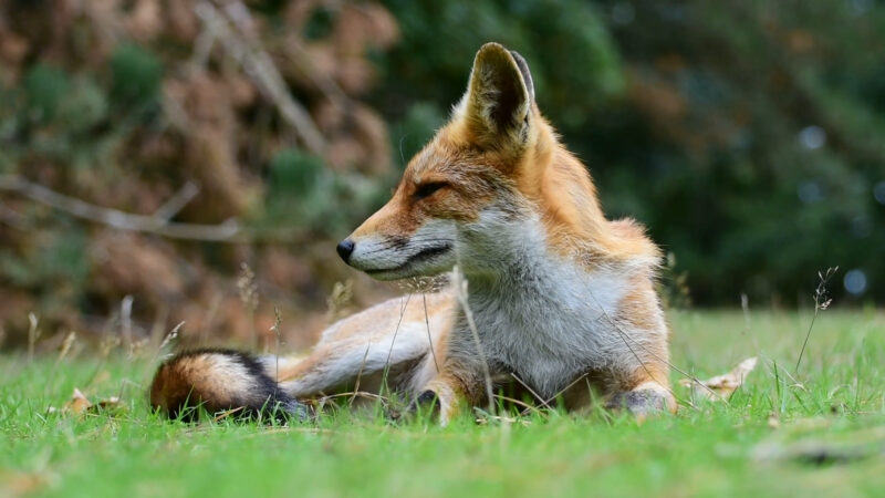 Wild red foxes