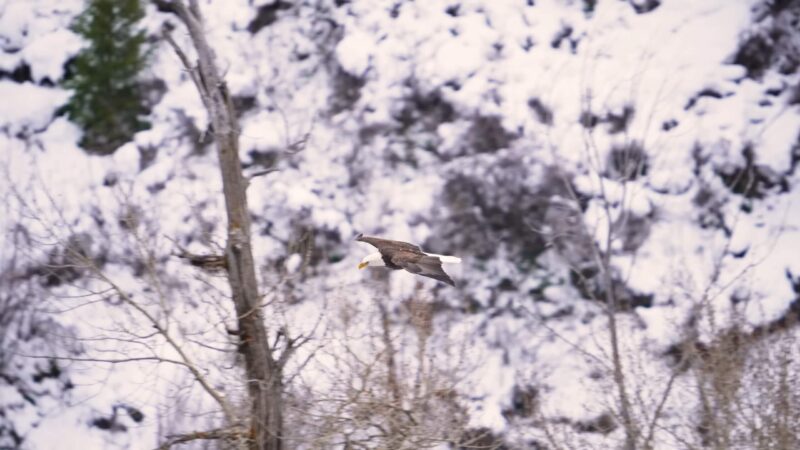 bald eagle in North America