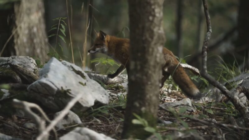 red fox senses