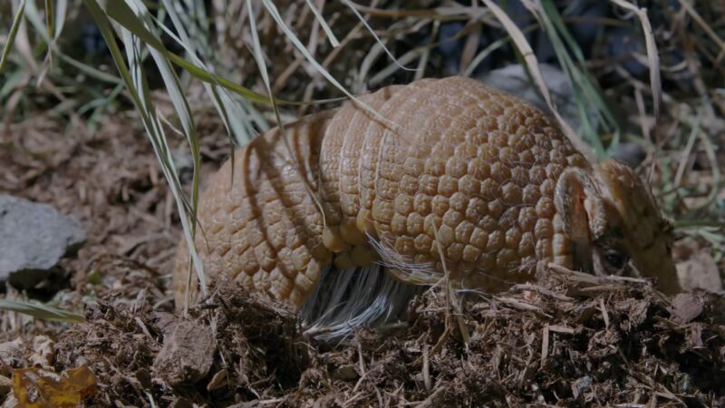 small hidden armadillo