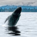 5 Reasons Whales Are Mammals Not Fish