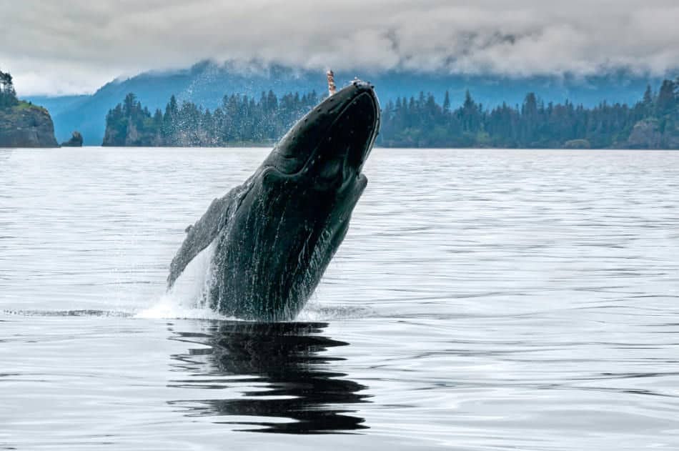 5 Reasons Whales Are Mammals Not Fish