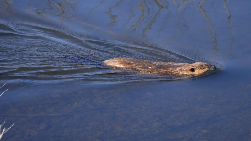 Baever in the river