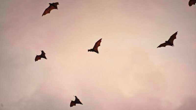 Bats - Only Mammals that can fly