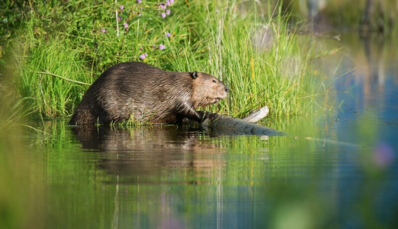 Beaver growth stages