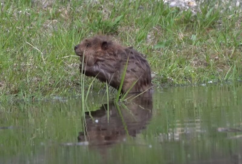 Beaver size development