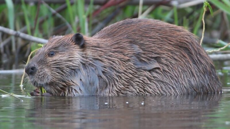Beaver size evolution