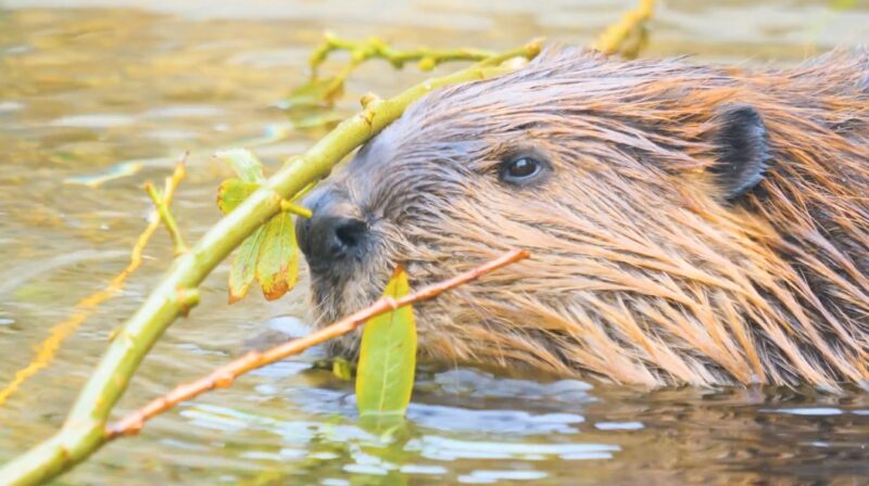 Beaver size variations