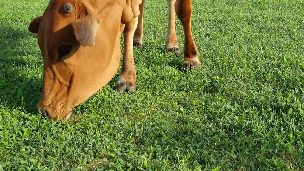 Cow eating grass