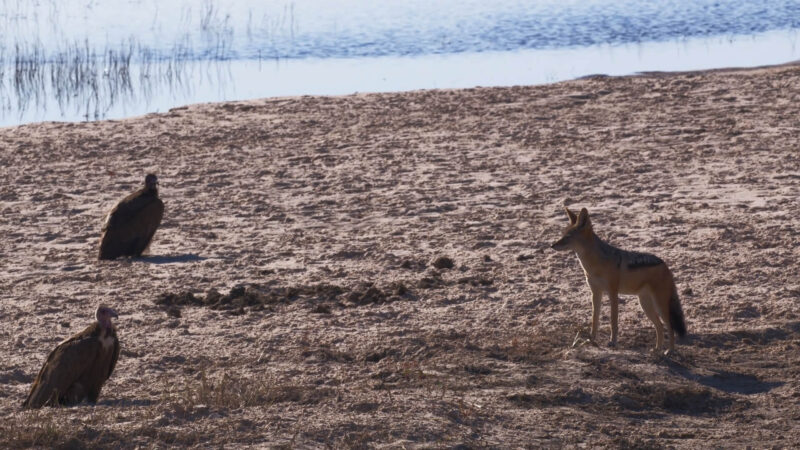 Coyote - Birds