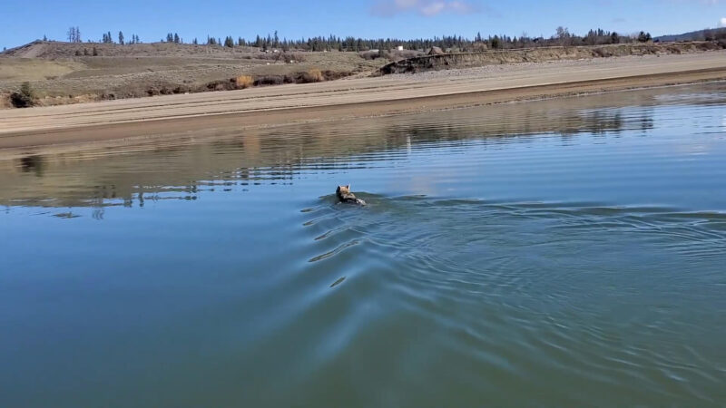 Coyote Swimming In The River