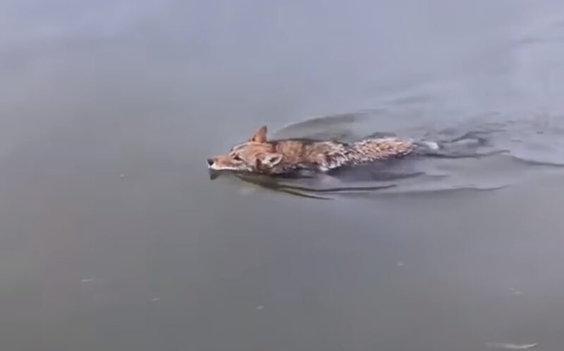 Coyote Swimming