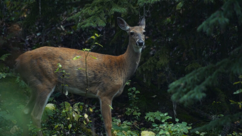 Deer in the Forests