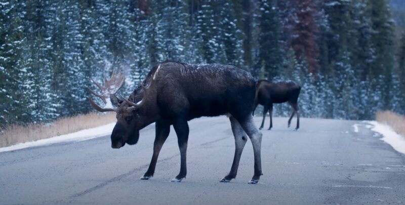 Discover the secrets of moose sounds learn from a wildlife expert and unravel natures mysteries