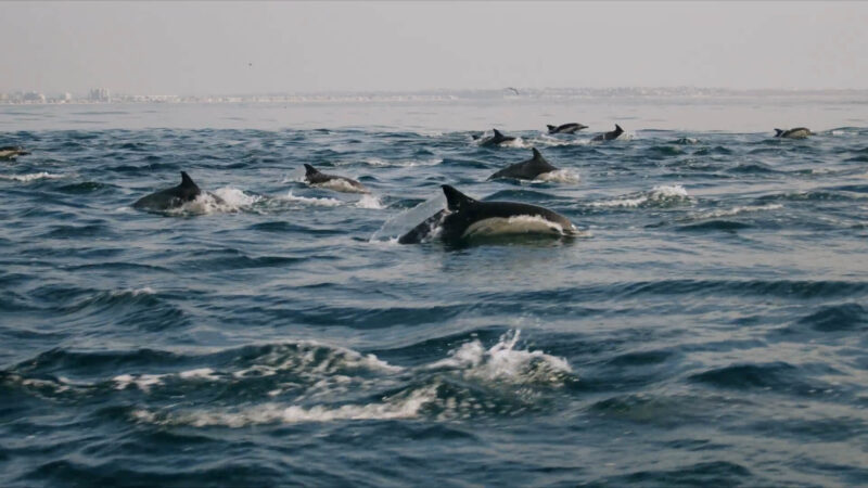 Dolphins in the ocean