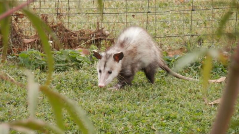 Finding the Food - Opossums