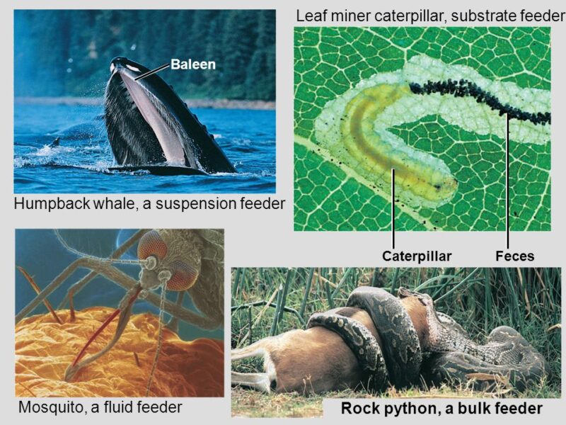 Explore Four Main Feeding Mechanisms Of Animals