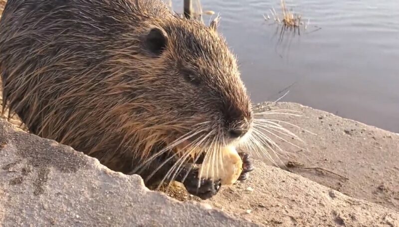 Giant beaver growth