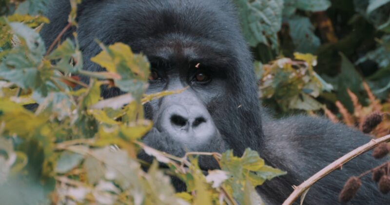 Gorilla Taxonomy and Species