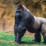 Gorilla Varieties An Overview of Different Types