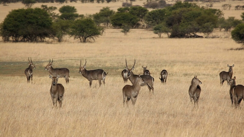 Grasslands