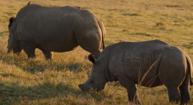 Grazing mammal species