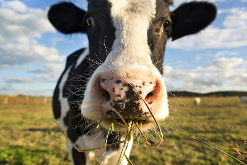 Herbivore Teeth