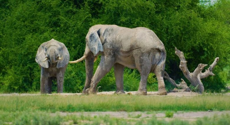 Herbivorous mammals list