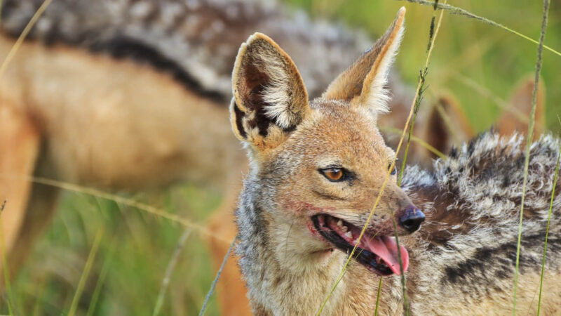 Hunting-Coyote-Diet