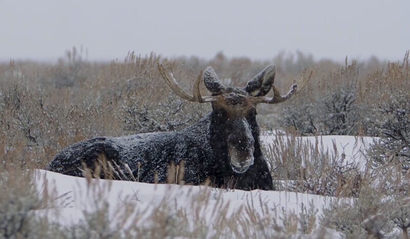 Moose communication