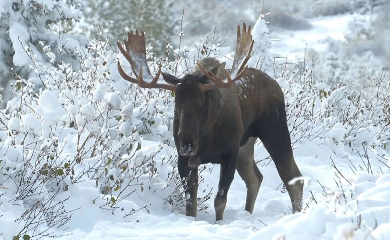 Moose grunt sounds