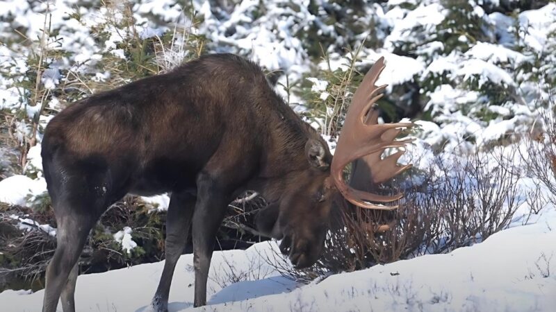 Moose sound types