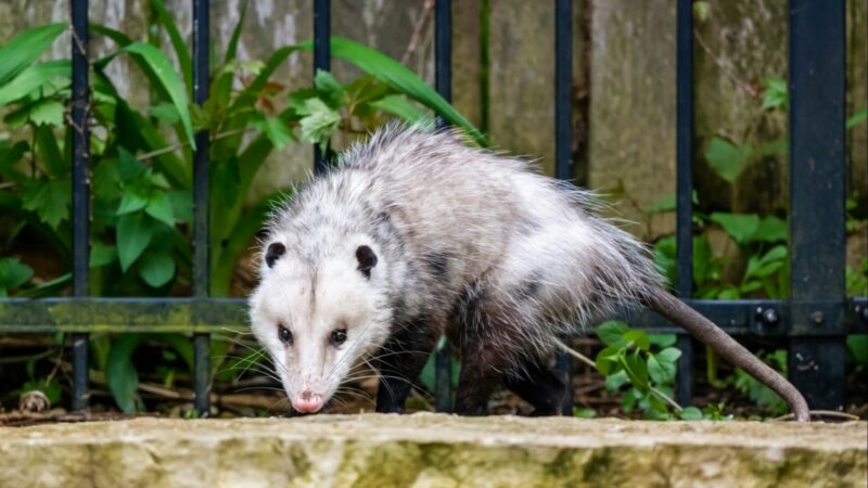 Opossums in the winter