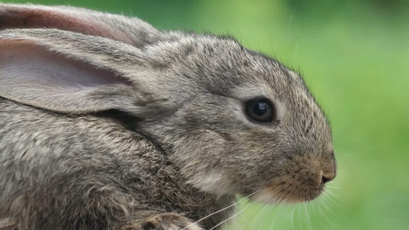 Rabbit eye health