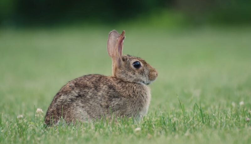 Rabbit eye physiology