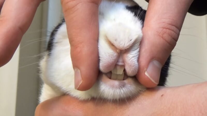 Rabbit shows off his teeth